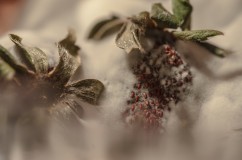 ::::.. RESEARCH..::: Bioart and Macrophotography